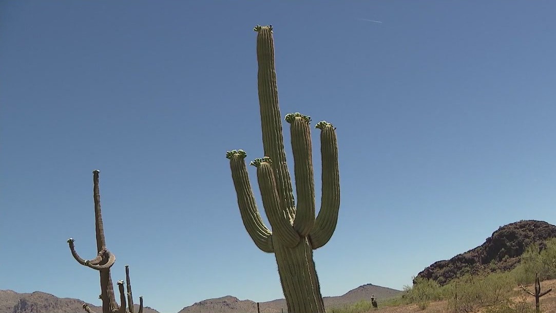 Is the heat affecting AZ's saguaro cacti?