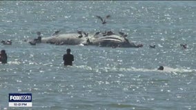 Dead Gray Whale spotted off Alameda beach over weekend