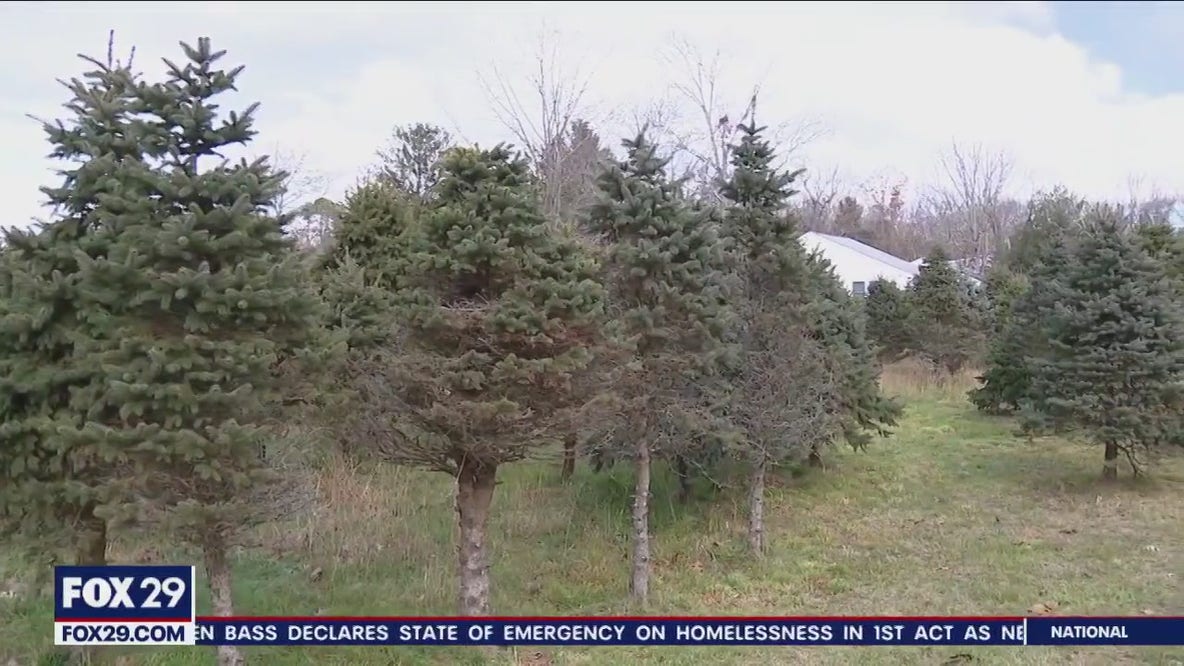 South Jersey Christmas tree farm selling $20 trees as owner battles incurable disease