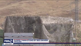 Massive bee swarm send Petaluma man to the hospital