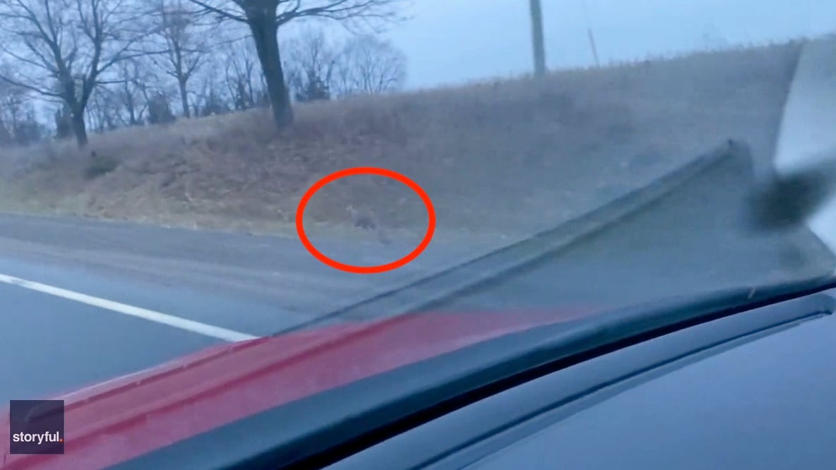 Kangaroo spotted in Ontario, Canada