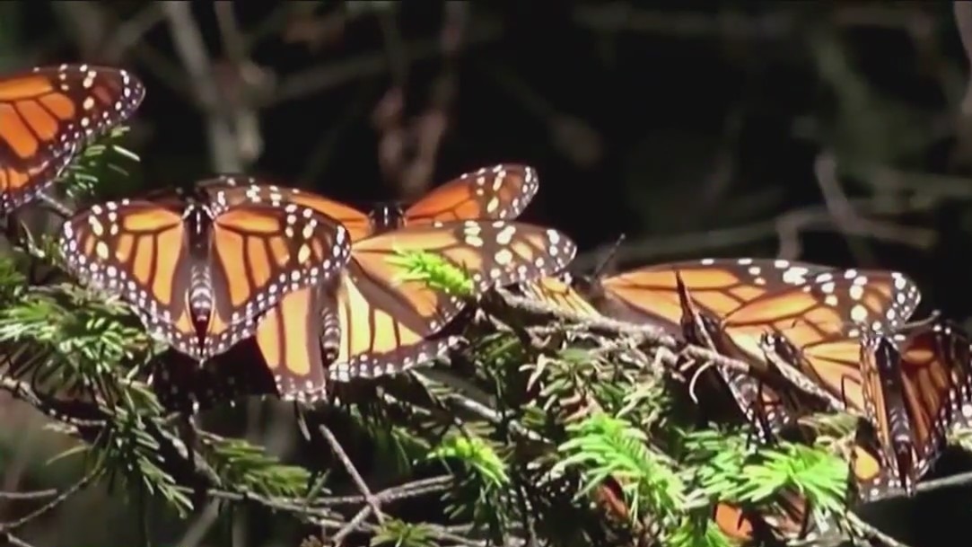 Monarch butterfly population hits historic low