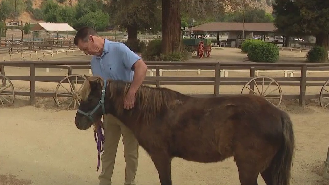 Public weighs in on Griffith Park pony rides
