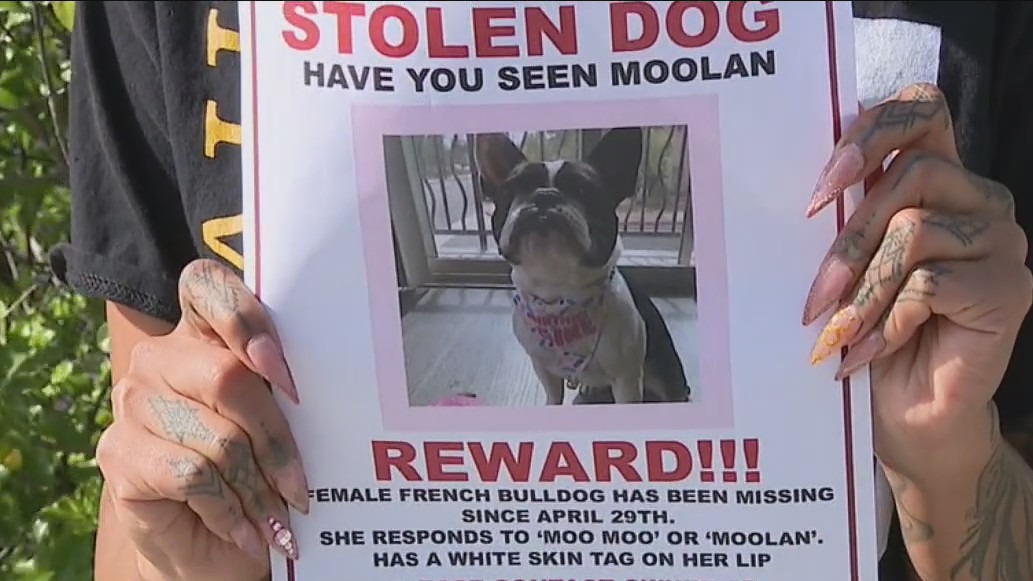French bulldog stolen in armed robbery