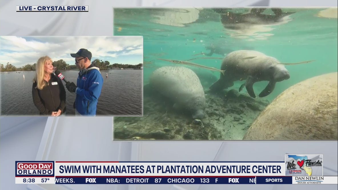 Swim with manatees at Plantation Adventure Center