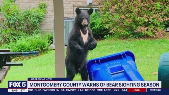 Beware of hungry bears in Montgomery County, police warn