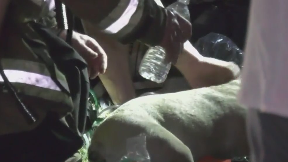 Bizarre way a woman was reunited with her service dog