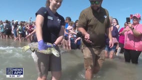 Rescued sea turtles released in Galveston