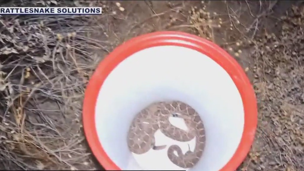 2 rattlesnakes found in Tonopah home's ceiling