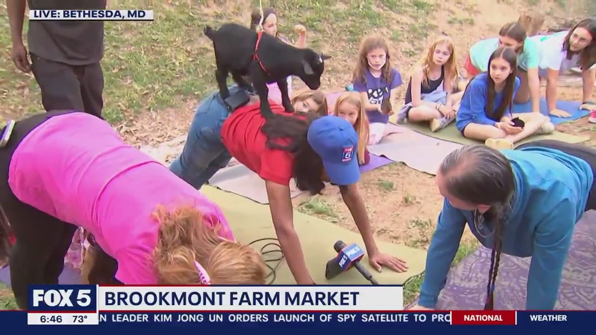Goat yoga at Brookmont Farm Market