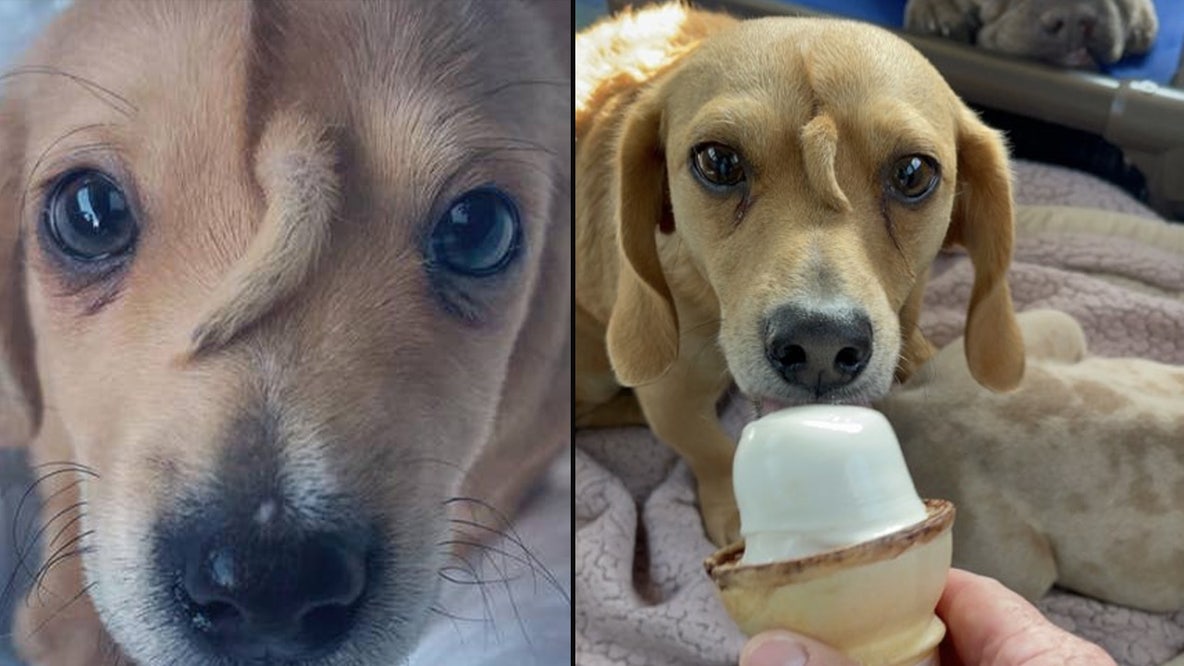 Narwhal the 'unicorn puppy' with tail coming out of head is all grown up now