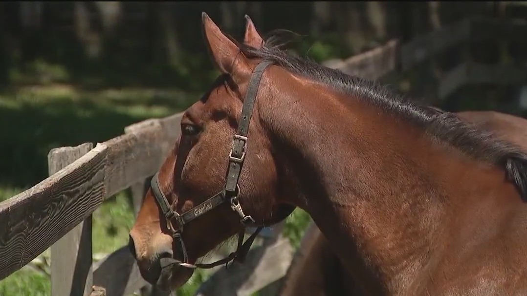 Storm damage leaves horse dead in Ocala