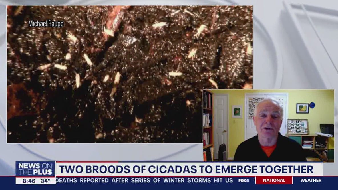 Cicada broods coming to Maryland, Virginia for first time in over 200 years