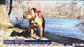 Pet of the Day from Angels Among Us Dog Rescue
