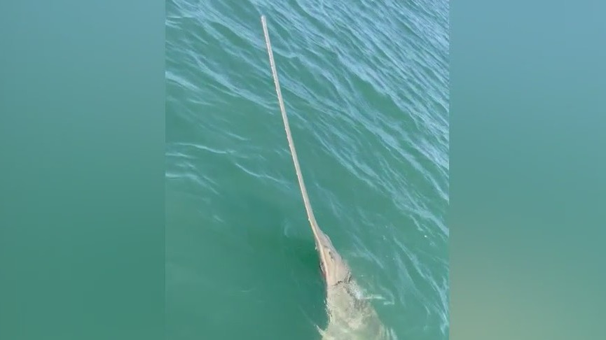 He meant to catch a shark, but caught something else