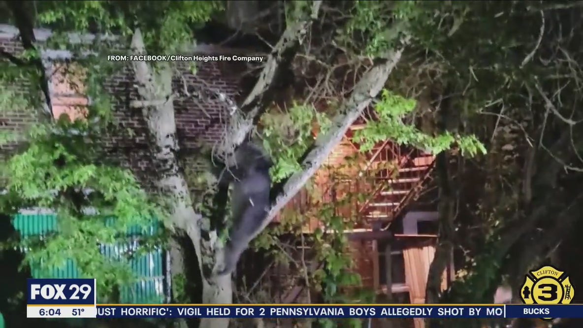 Bear spotted in Delaware County captured in Clifton Heights