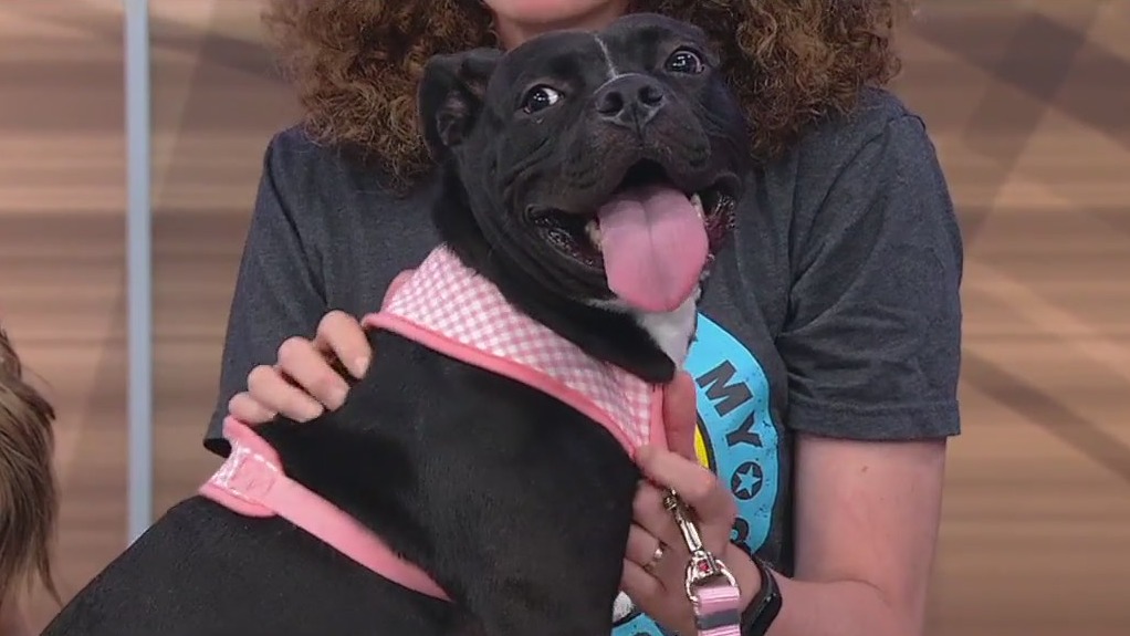 Meet Jymira: Our Pet of the Day