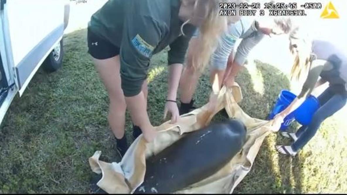 Rescued baby manatee transported to SeaWorld