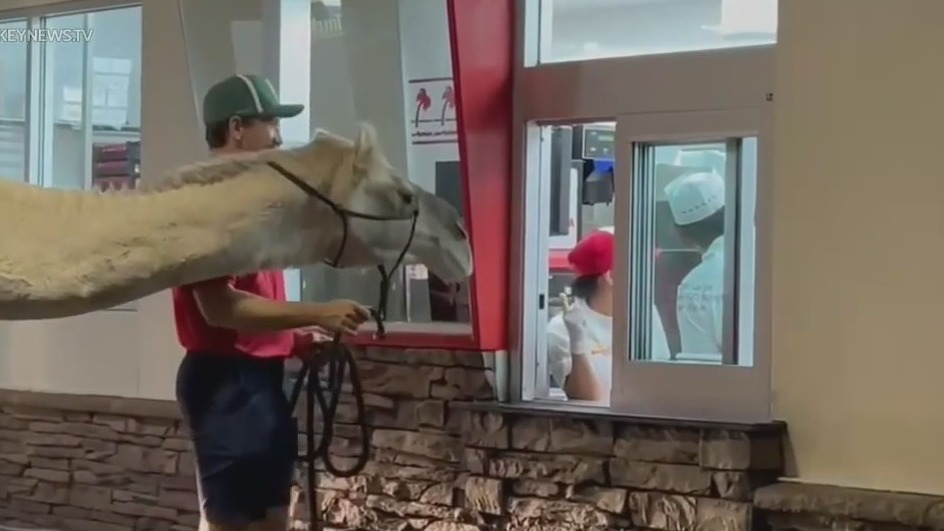 Camel strolls through In-N-Out drive-thru in Las Vegas