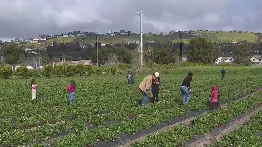 Organic strawberry picking in San Juan Capistrano