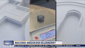 New record for world's heaviest blueberry