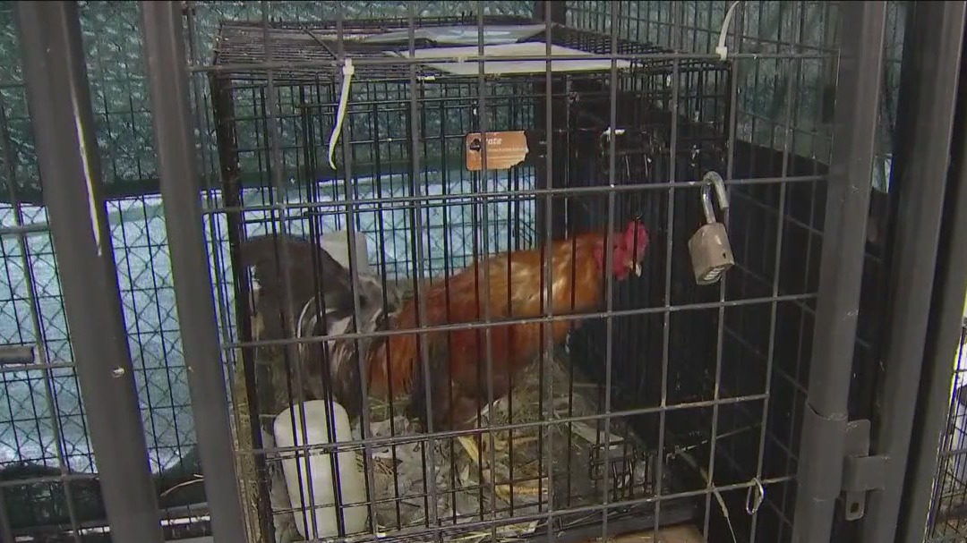 Roosters in need of adoption after APD busts cockfighting ring