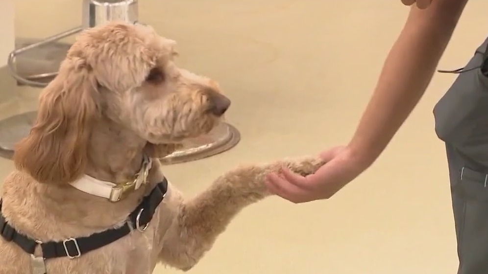 Harmony High School program in need of vet