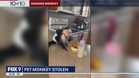 Monkey stolen from vehicle at Maplewood grocery store