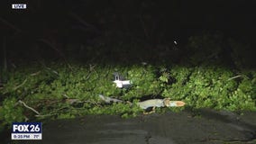 Tree fell on Houston driver's car while he's in it