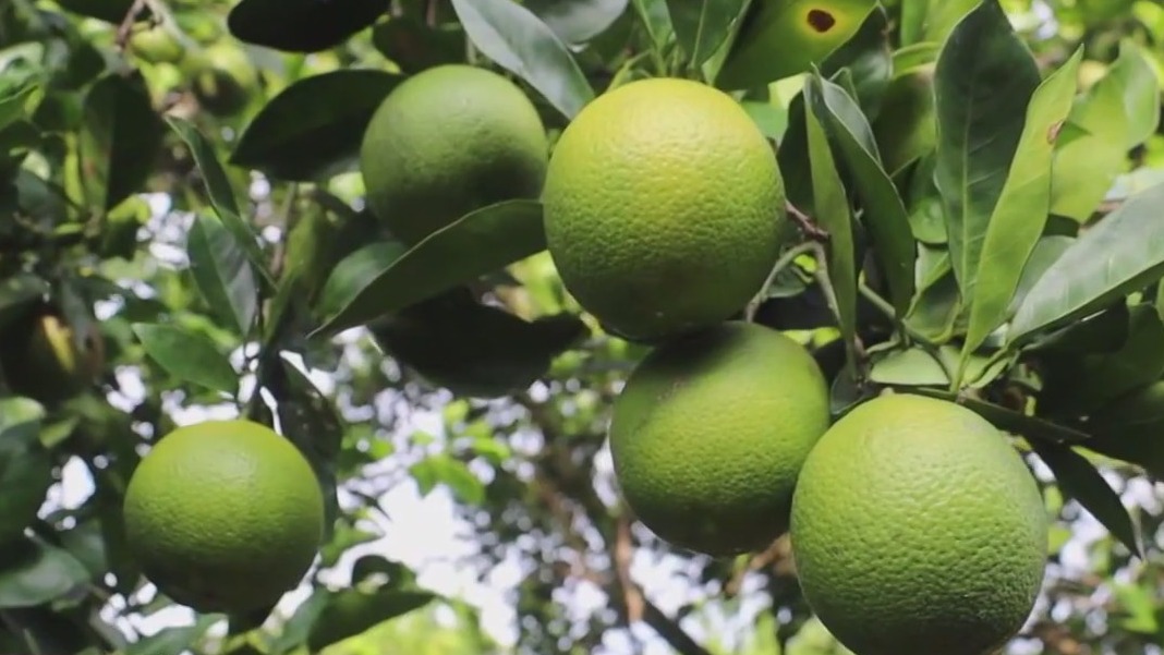 Multi-generational Florida citrus growers have roots in Sunshine State's 'flagship industry'