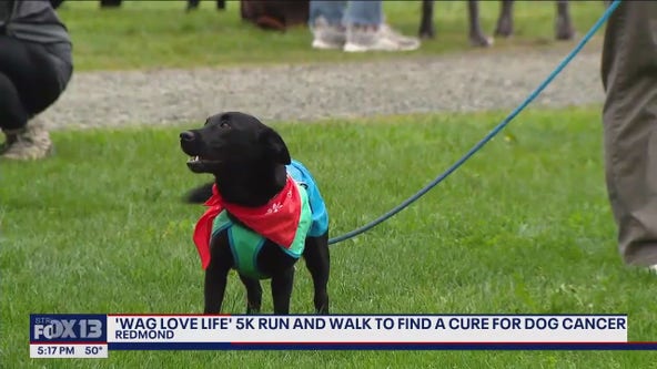 ‘Wag Love Life’ 5K in Redmond raising money for dog cancer research