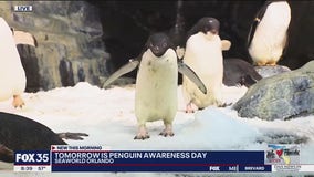 Meeting the penguins at SeaWorld Orlando