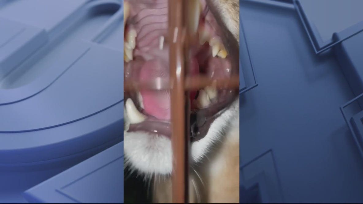 Woman says she's relocating large African cats after they escaped
