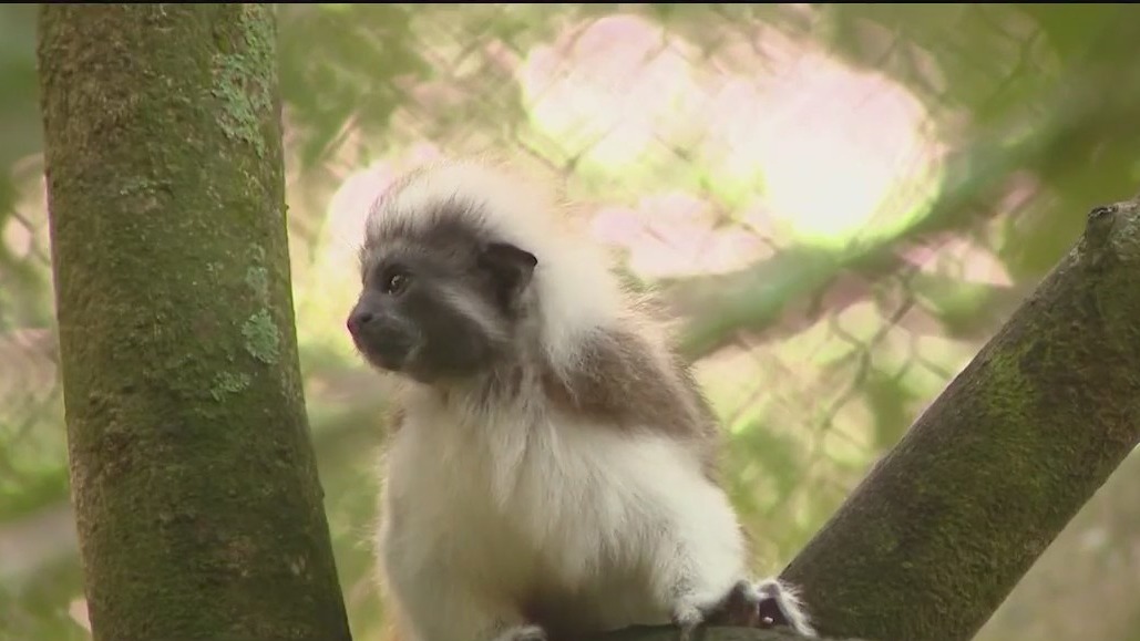 Circle of life: Walt Disney World welcomed more than 300 fur babies this year