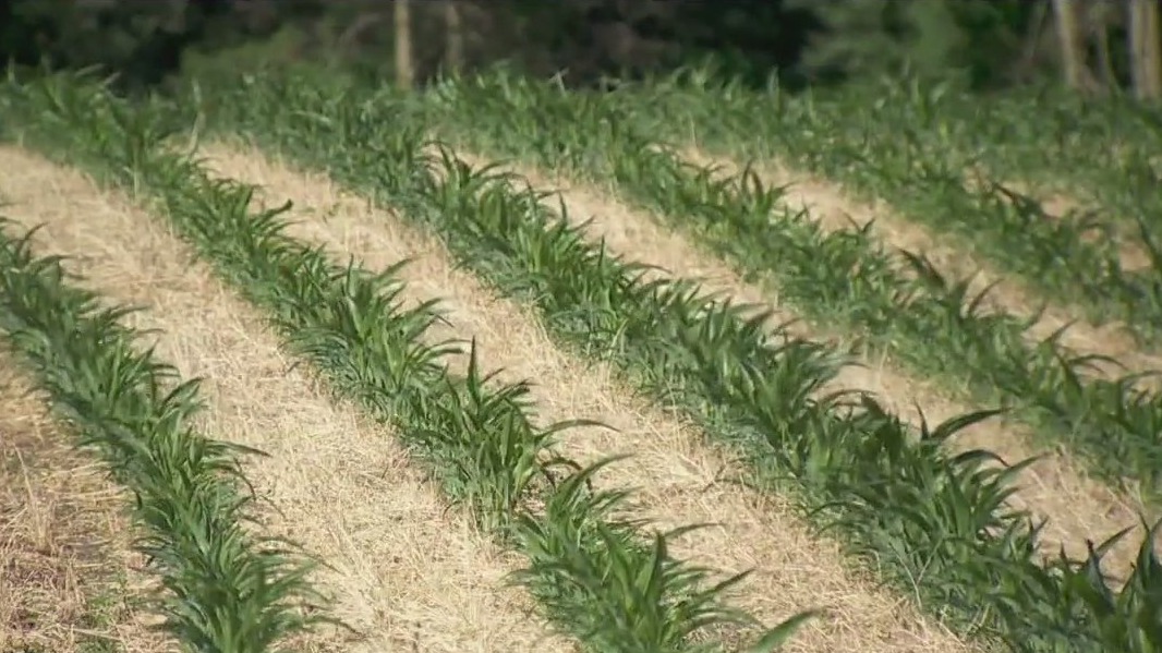 Farmers deal with lingering dry conditions