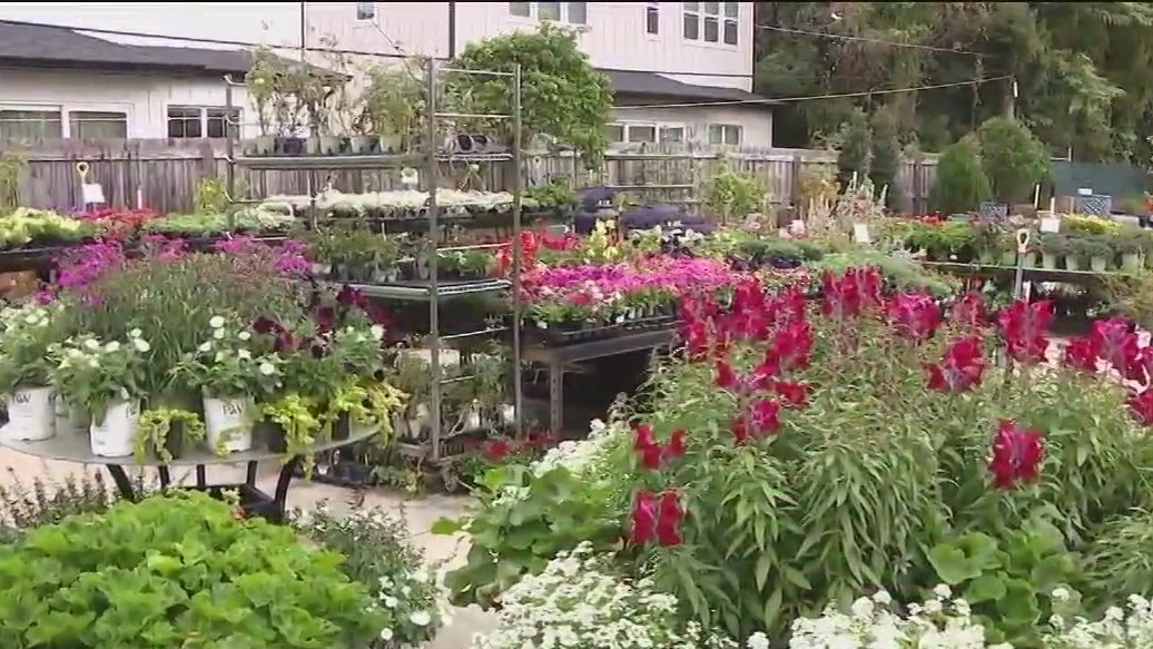 How to protect your plants during the arctic blast