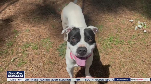 Pet of the Day from the Humane Society of Northeast Georgia