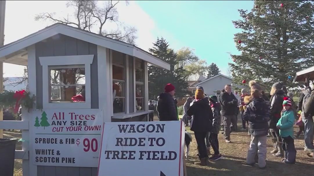 Christmas trees in high demand amid national shortage