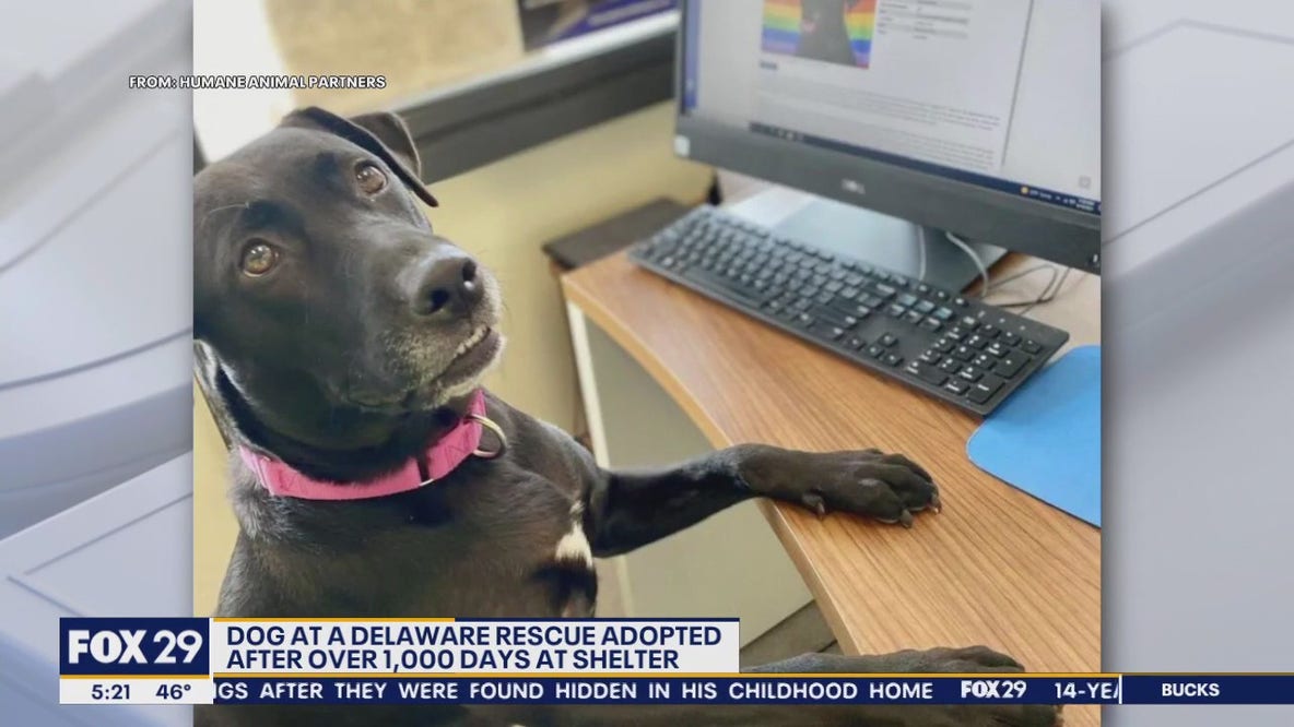 Dog adopted after over 1,000 days at Delaware shelter