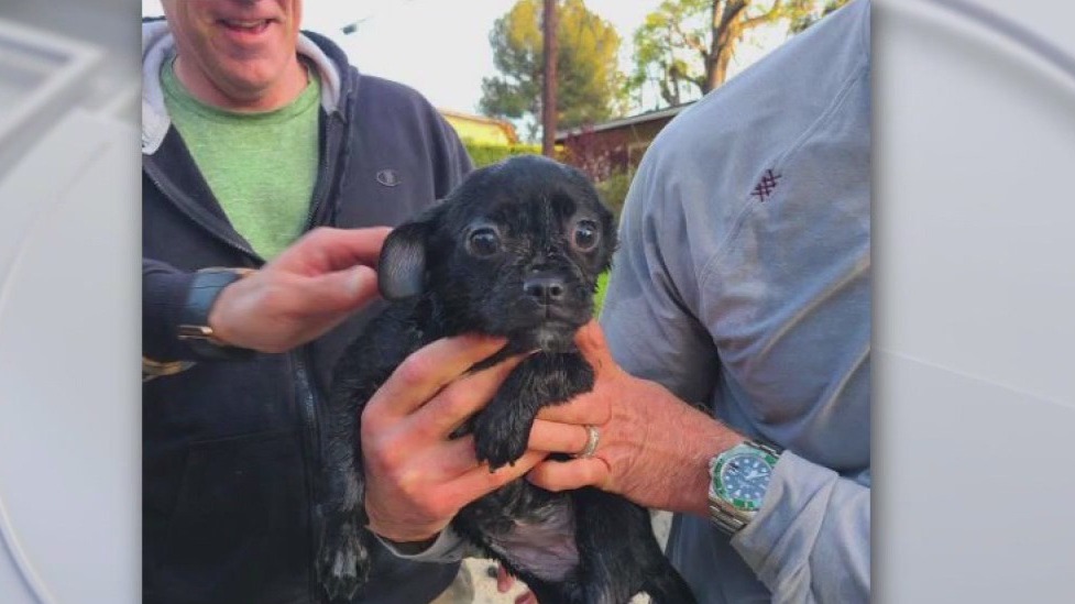 Man throws caged puppy into Tujunga wash