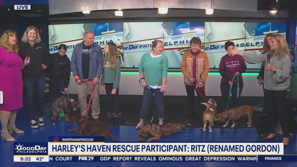 Local Puppy Bowl contestants take over FOX 29 studio