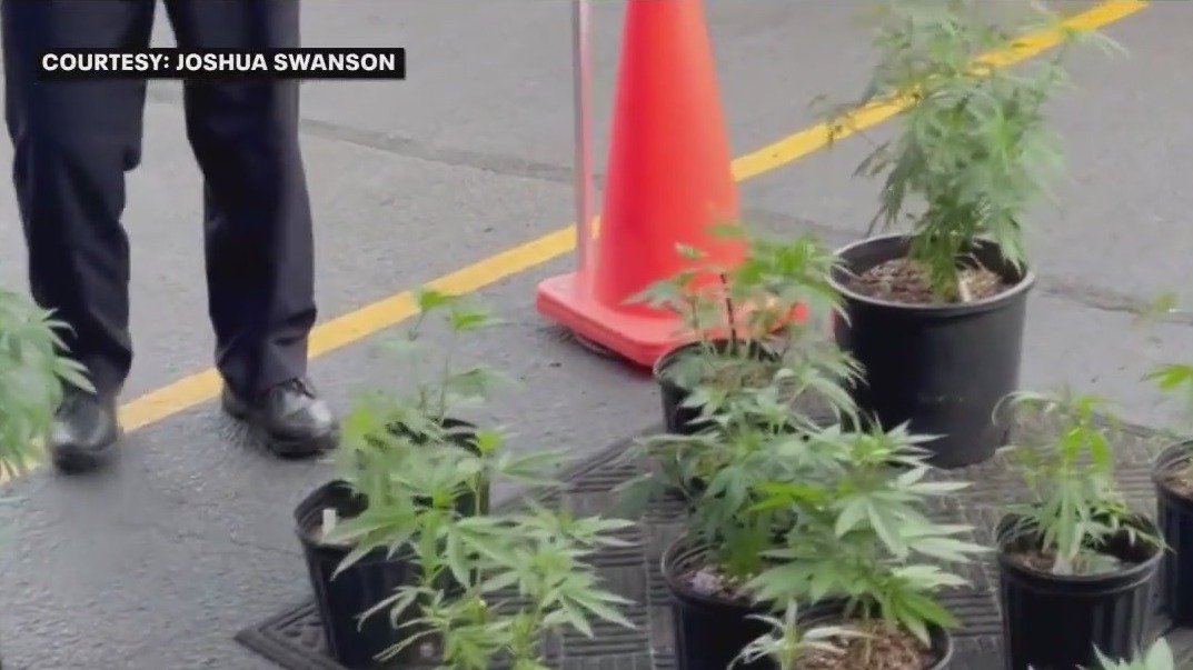 Faribault police seize suspected pot plants