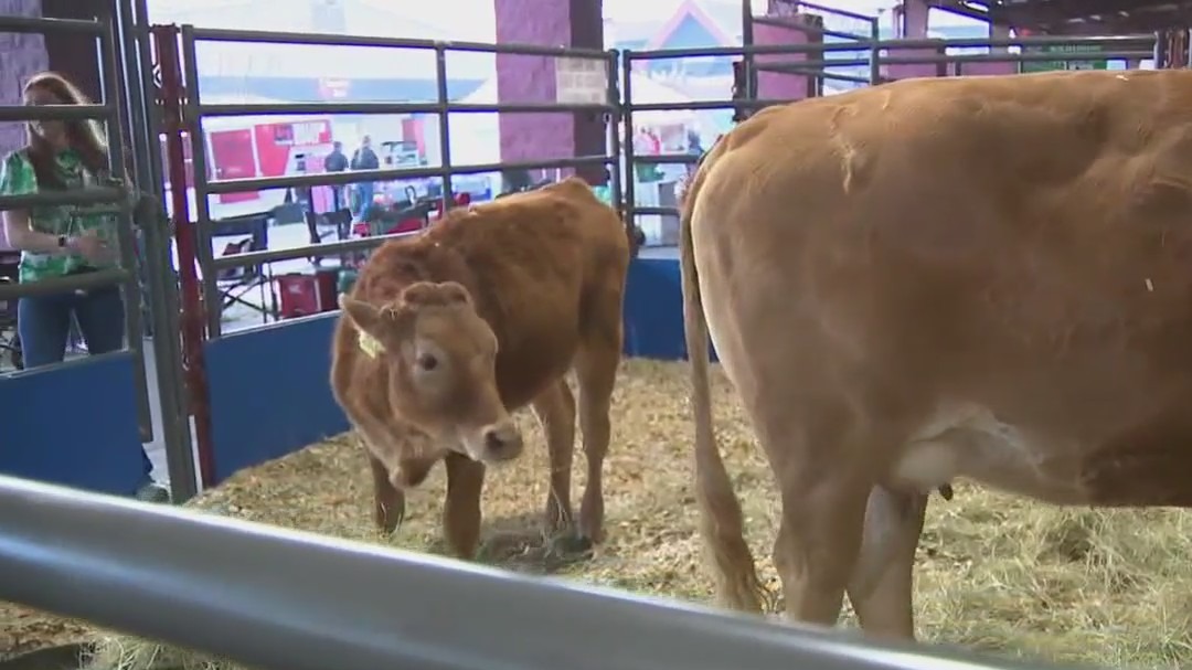 Rodeo Austin: Livestock shows, concerts, fair