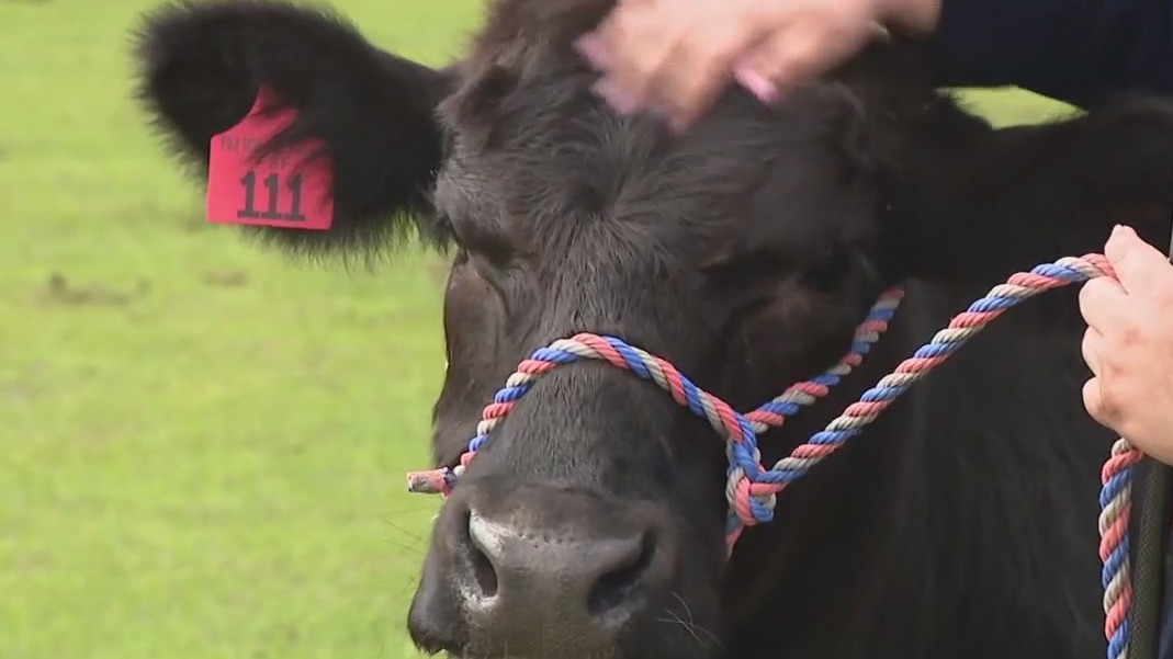 Annual steer fair hosted at Strawberry Festival