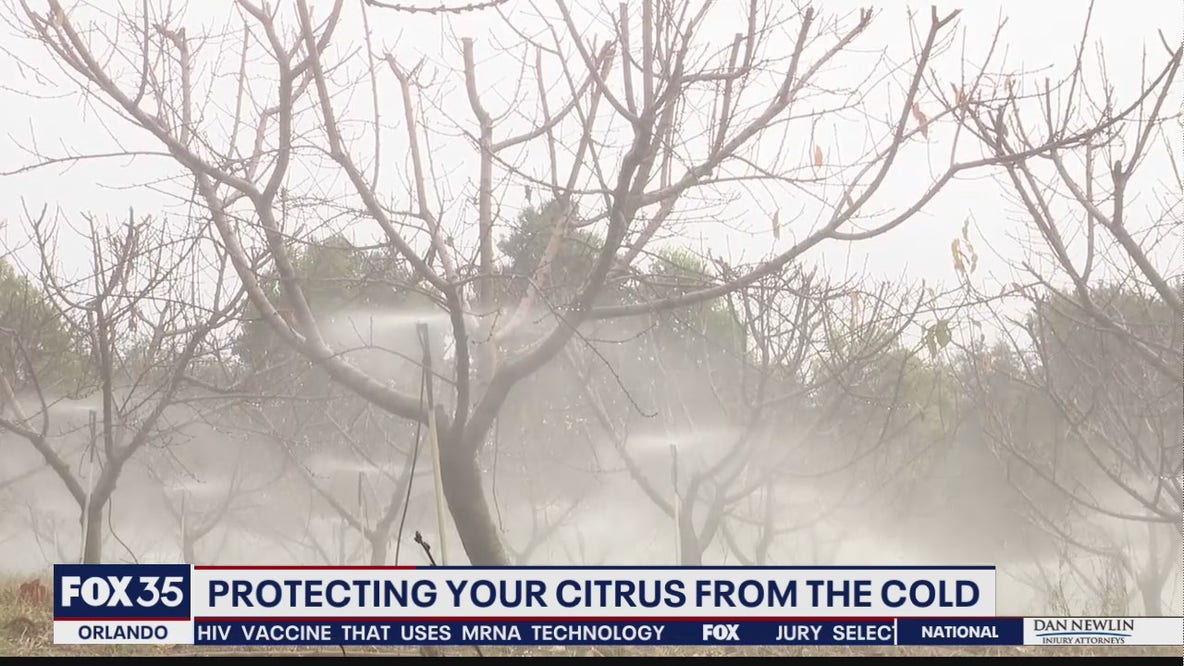 Farmers prepare for Central Florida freeze