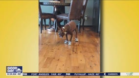 Good Day Pet Tricks for Monday, May 20