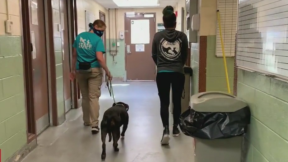 More people surrendering pets due to inflation, economy