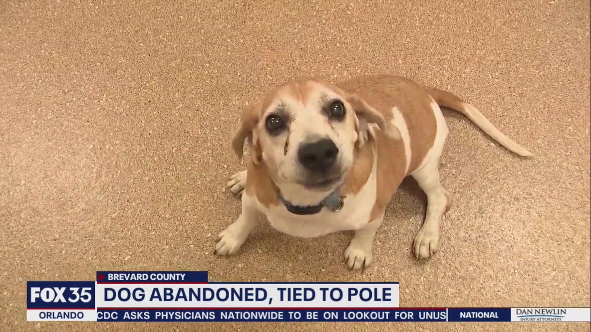 Dog abandoned, leashed to pole outside adoption center, staff says