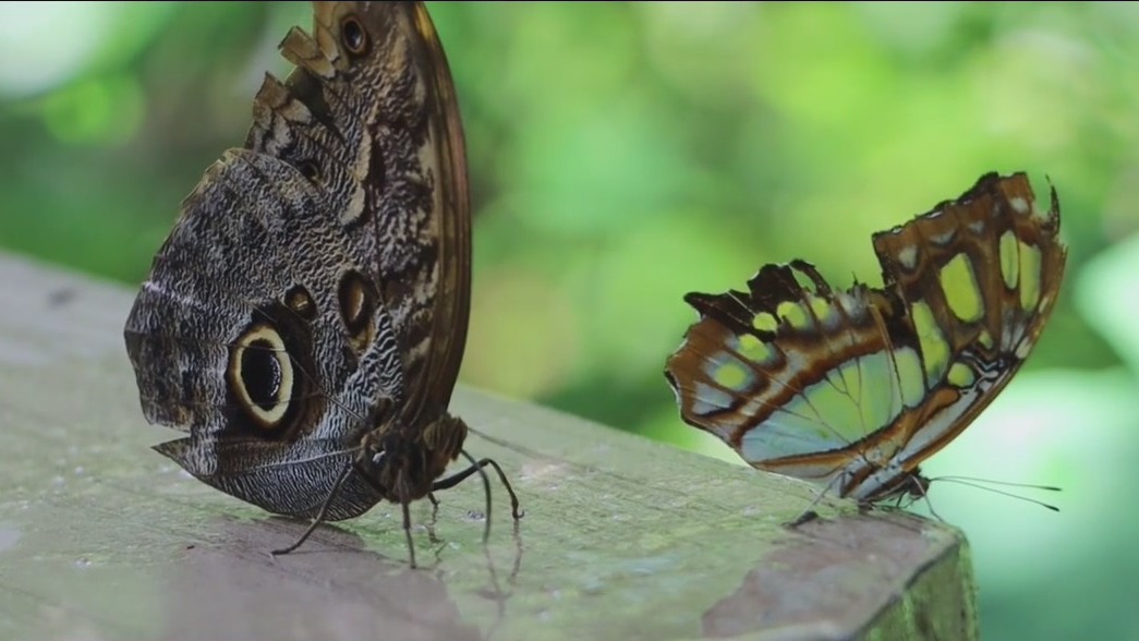 Explore this Florida rainforest and its butterflies