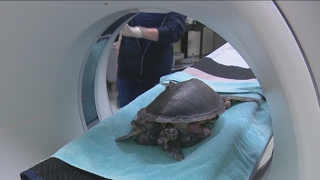 Brevard Zoo using new CT scanner to test, research animal sickness on site